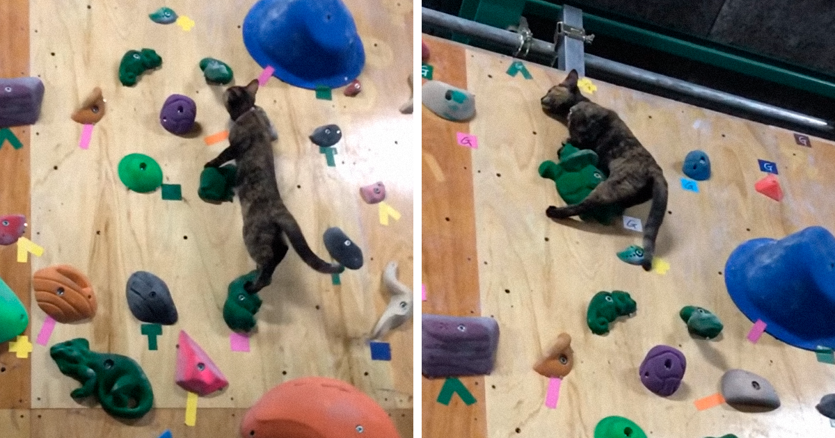 Cat Who ‘Works’ At A Rock Climbing Gymnasium Is A Professional At