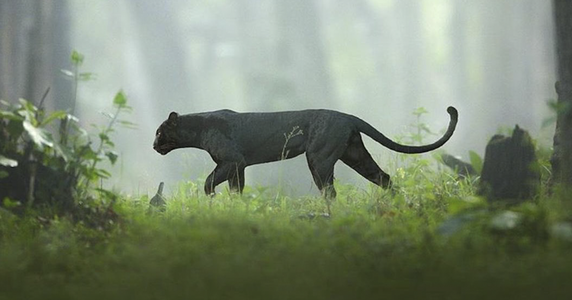 Wildlife Photographer Spends 2.5 Years Capturing The Black Panther Roaming In The