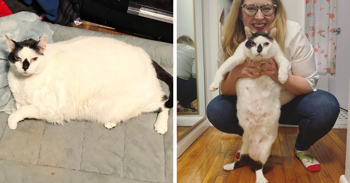 51 Superb Cat Weight Loss Transformations Snugme